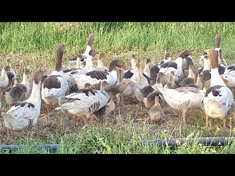 تربية الإوز مشروع جميل ورائع ماذا تعرف عن خطوات تربيته و نجاح مشروعه 