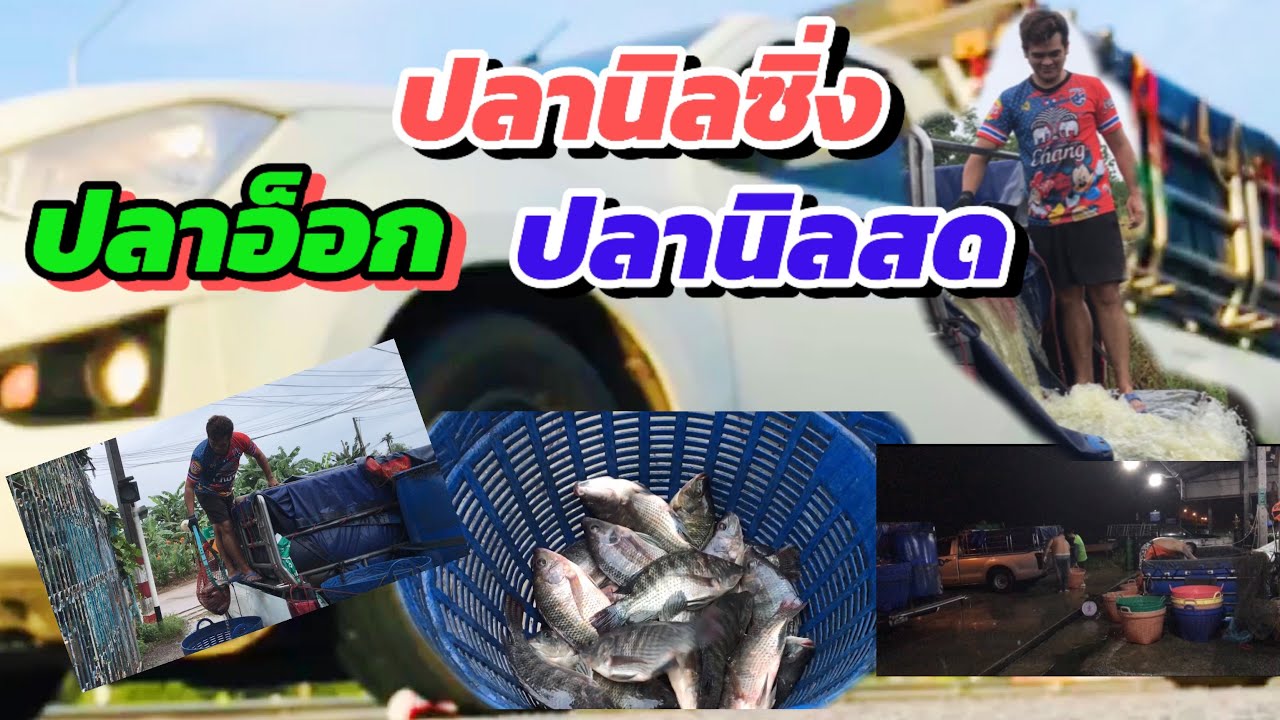 งานเสริม ขับรถส่งปลาหนึ่งว่า ปลานิลสดๆ ปลาอ็อก#truck #รถซิ่งประเทศไทย #ตู้ทึบทำกิน