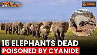 15 elephants found dead in Kenya: Amboseli Cyanide Mystery
