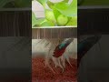 Betta Fish Tank 13/9