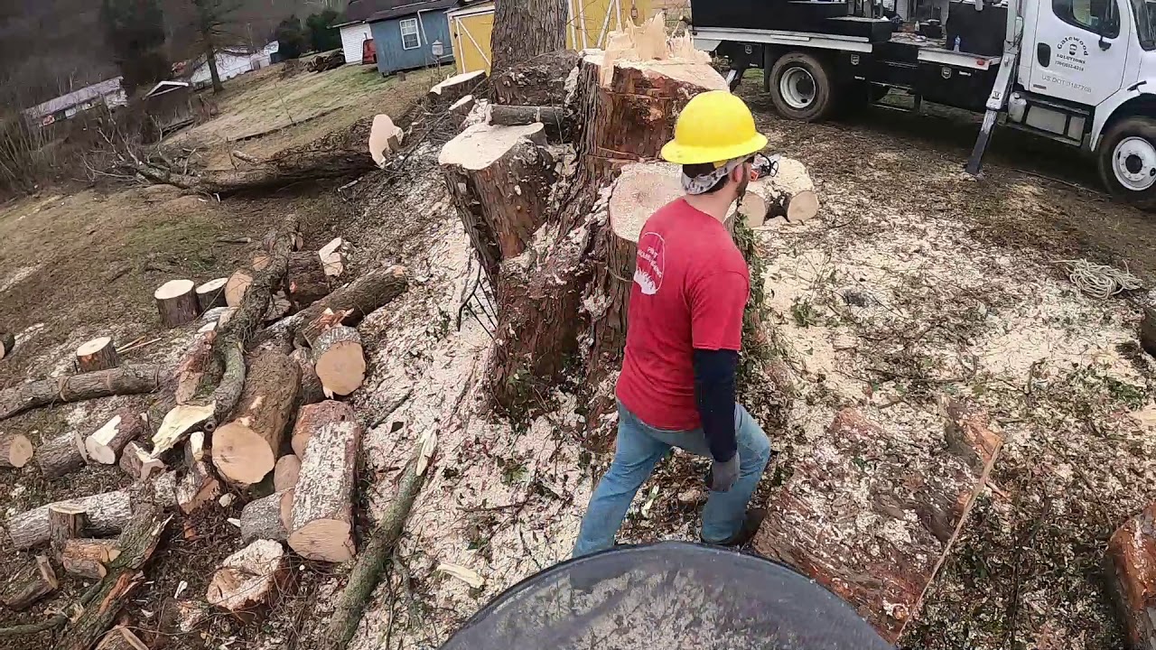 The removal of a big HUGE maple - YouTube