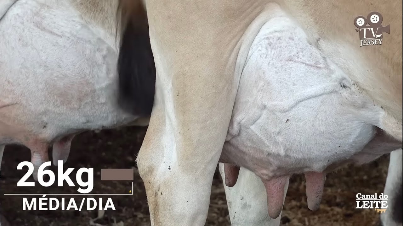 Sítio Timbaúba Jersey - Experiência, conhecimento e tradição na criação de Gado Jersey em SC