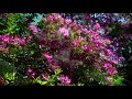 Rhodedendrons galore at Attingham