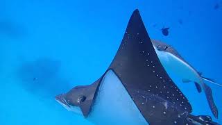 Sun Island, Beautiful eagle rays! maldives