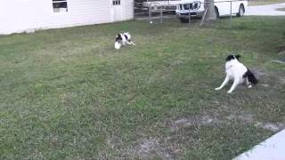 Holly Collie