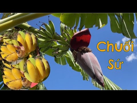 Video Thu Hoạch Chuối Sứ, Hoa Dưa Tây, Ớt Sừng Trâu, So Đũa,... - youtube
