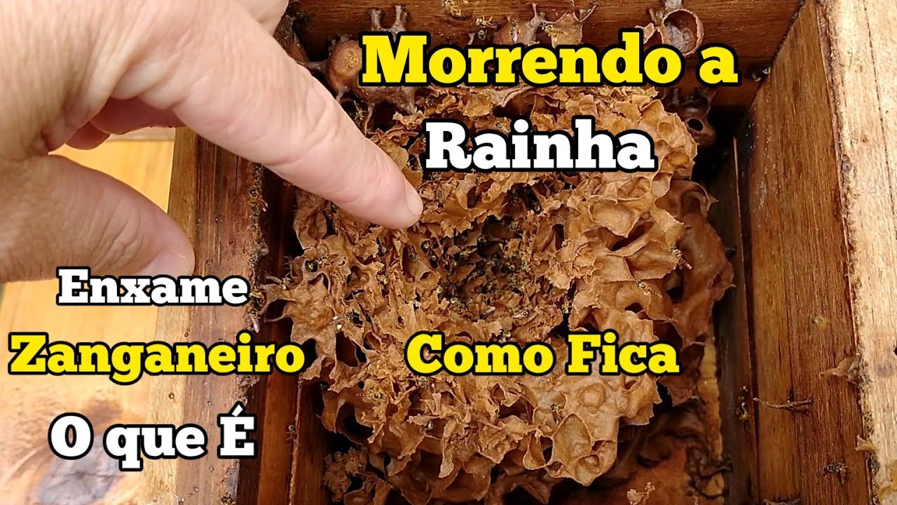 SE A ABELHA RAINHA MORRER O QUE ACONTECE???...