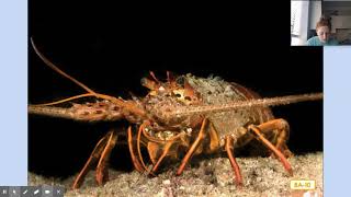CKLA D8L8: The Saltwater Habitat