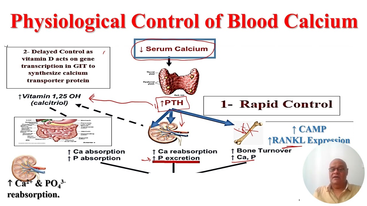 Bone Calcium Homeostasis