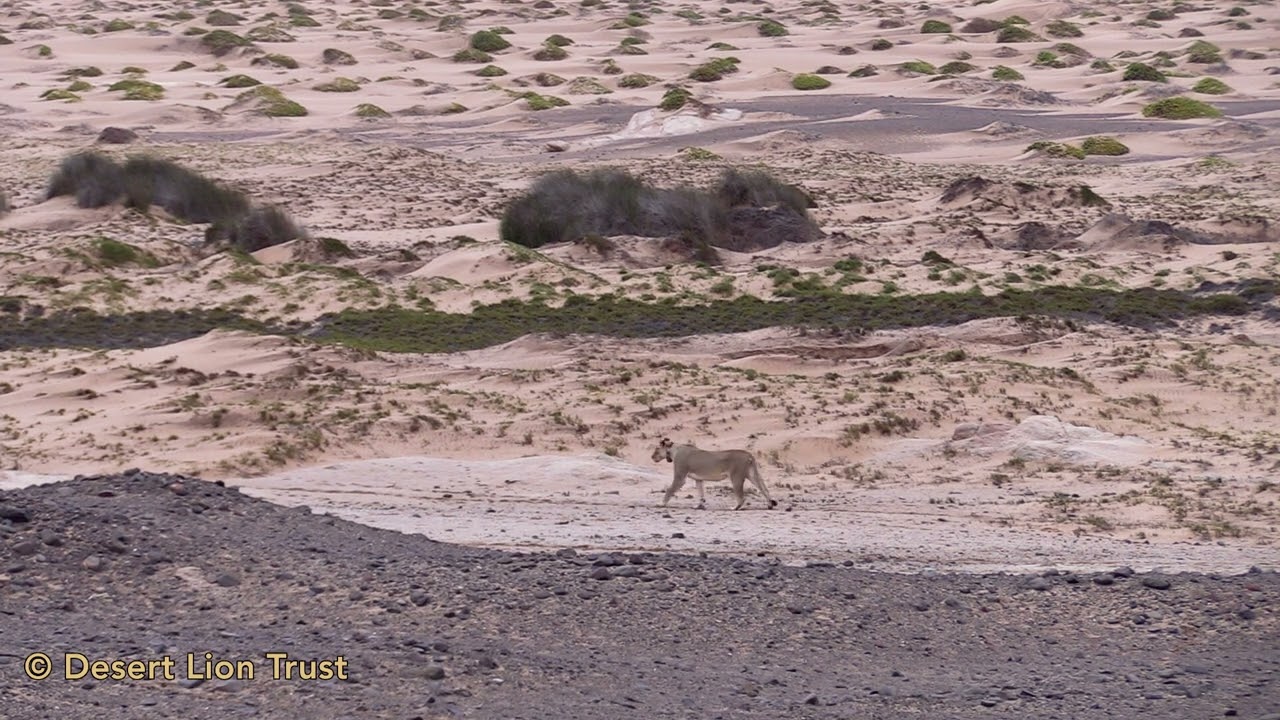 Desert Lioness Xpl-108 approach a salty spring at the Uniab Delta and ambushing a springbok.