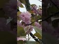 日本重瓣晚樱 Prunus serrulata var. lannesiana
