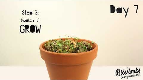 Blossombs seed bombs: how it works!