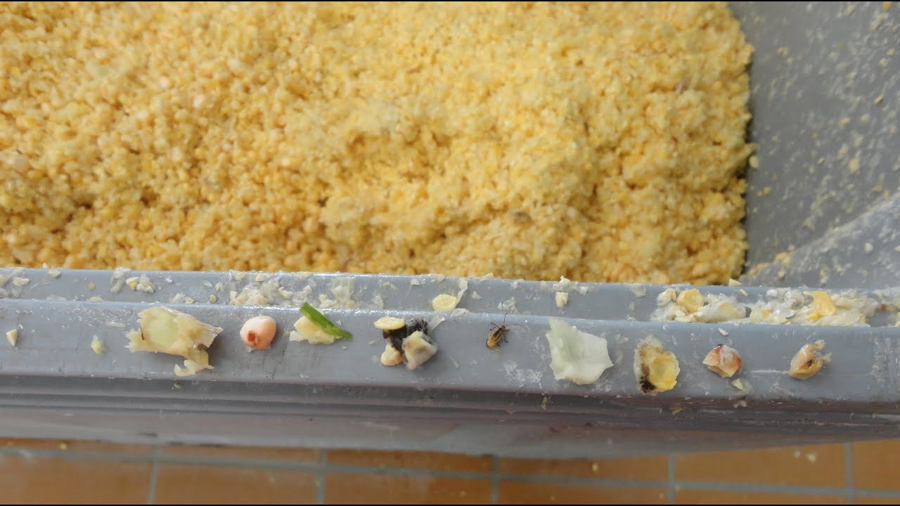 Discovery optical sorting machine for sweet corn kernels | RAYTEC VISION SpA