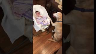 golden retriever rocking baby