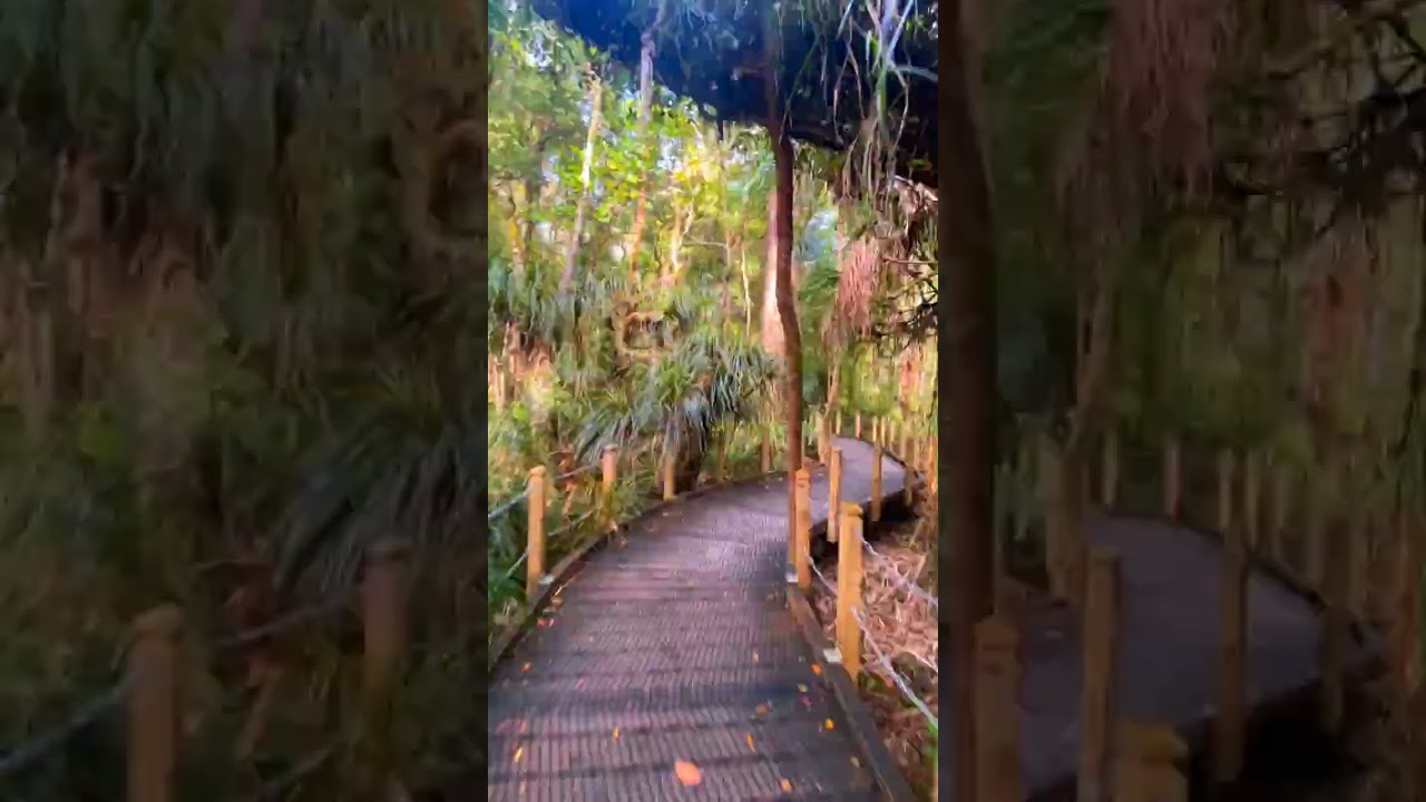 Walk into Tane Mahuta 