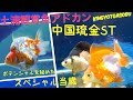 噂の金魚　中国琉金ST Chinese  goldfish