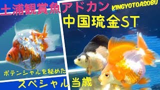 噂の金魚　中国琉金ST Chinese  goldfish