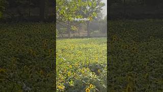 Laijarel Engkhol/Naoripat Loukol Kakching #uyalambi #manipur #nature Sunflower Farm Kakching