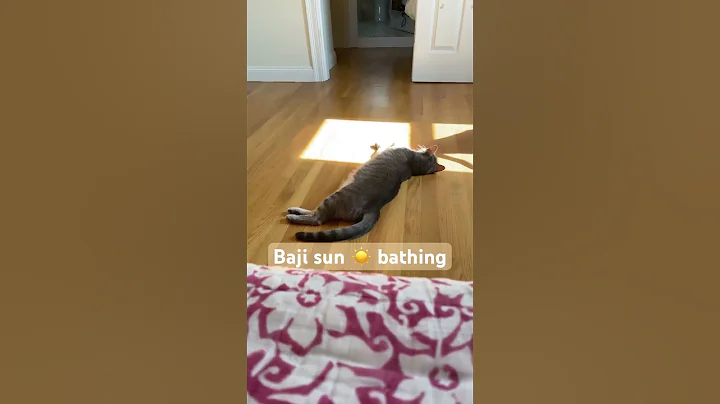 Video 9983911: kitty britishshorthair, britishshorthair cat, kitty cat bath, cat sun bathing