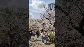 See how Japan looks during cherry blossom season 🌸 🇯🇵 #tokyo #japan