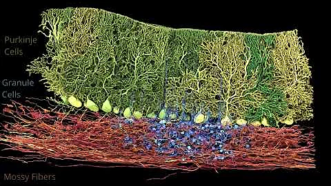 Connectomics in the Lee Lab - DayDayNews