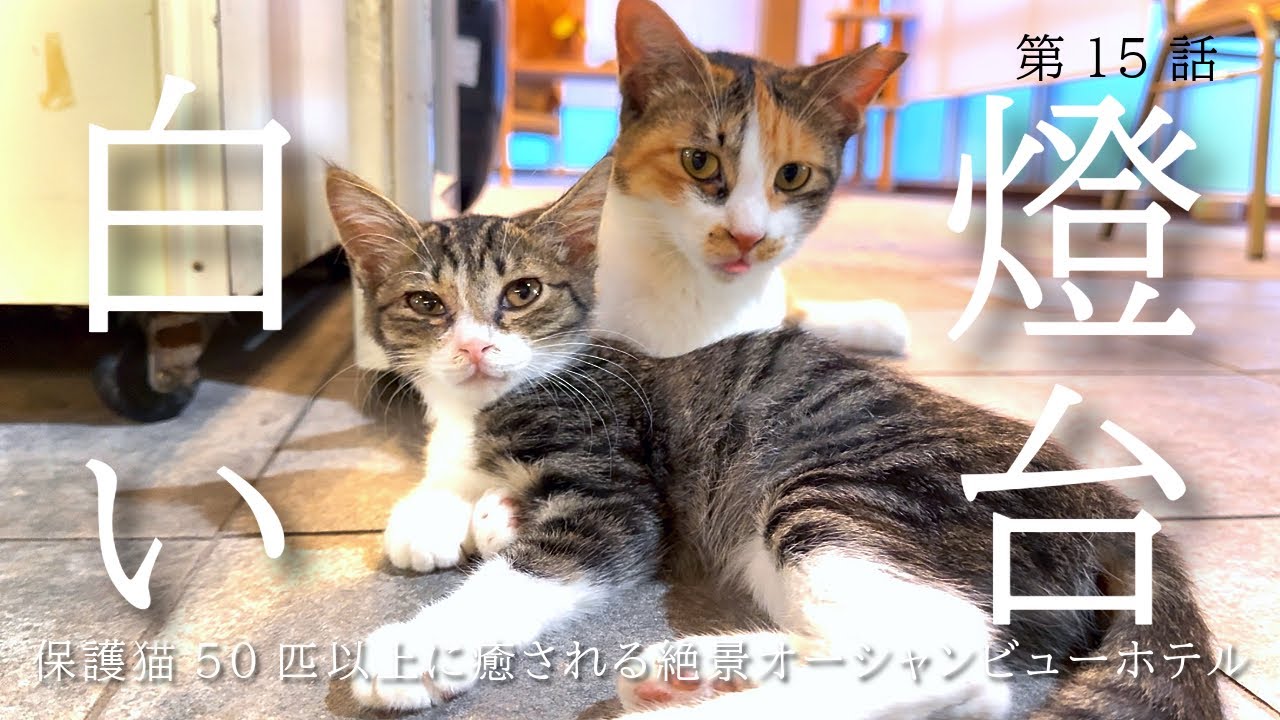 【ホテル白い燈台】保護猫50匹以上に癒される絶景オーシャンビューホテル　おばちゃんひとり旅第15話/看板猫がいるお宿/クラッシックバーガー/かまたまーる/徳島県/日和佐