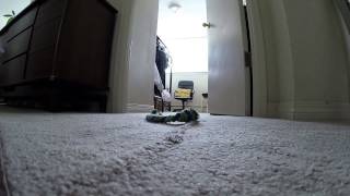 Rope toy broadingpants