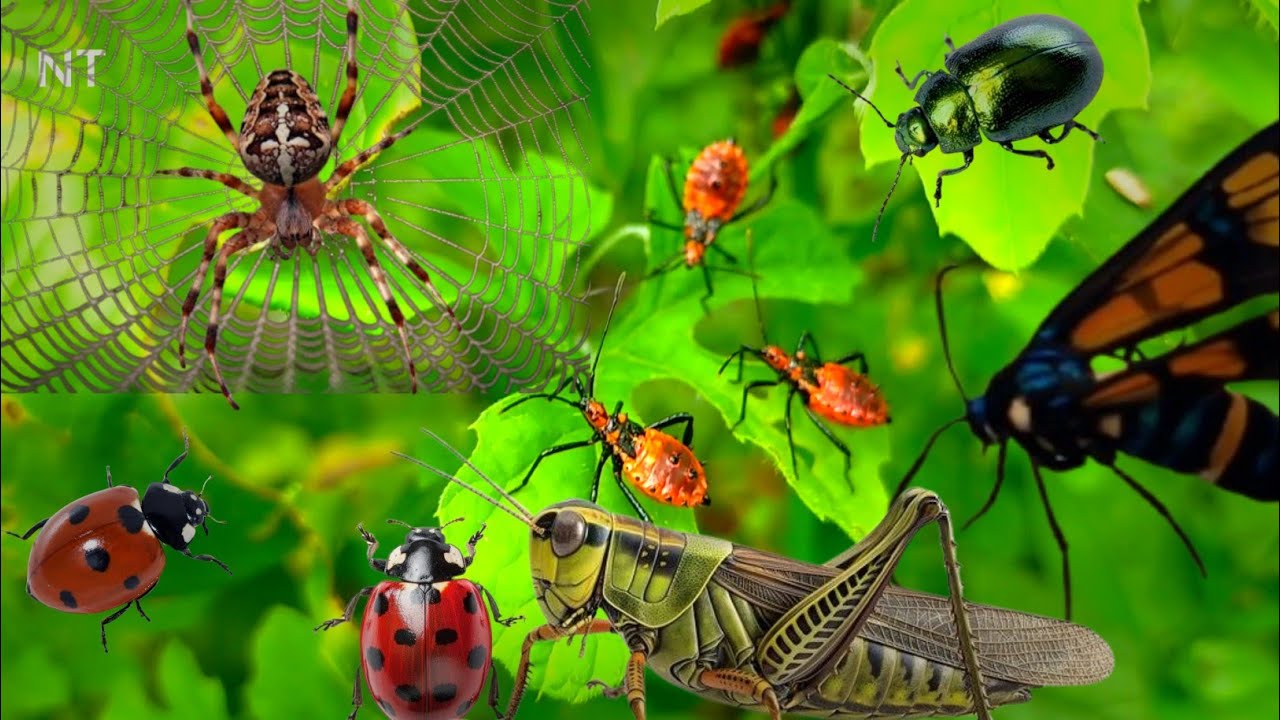 Hunting for Beautiful Insects in the Mysterious Forest! Find the Golden Ladybug & Giant Ant!