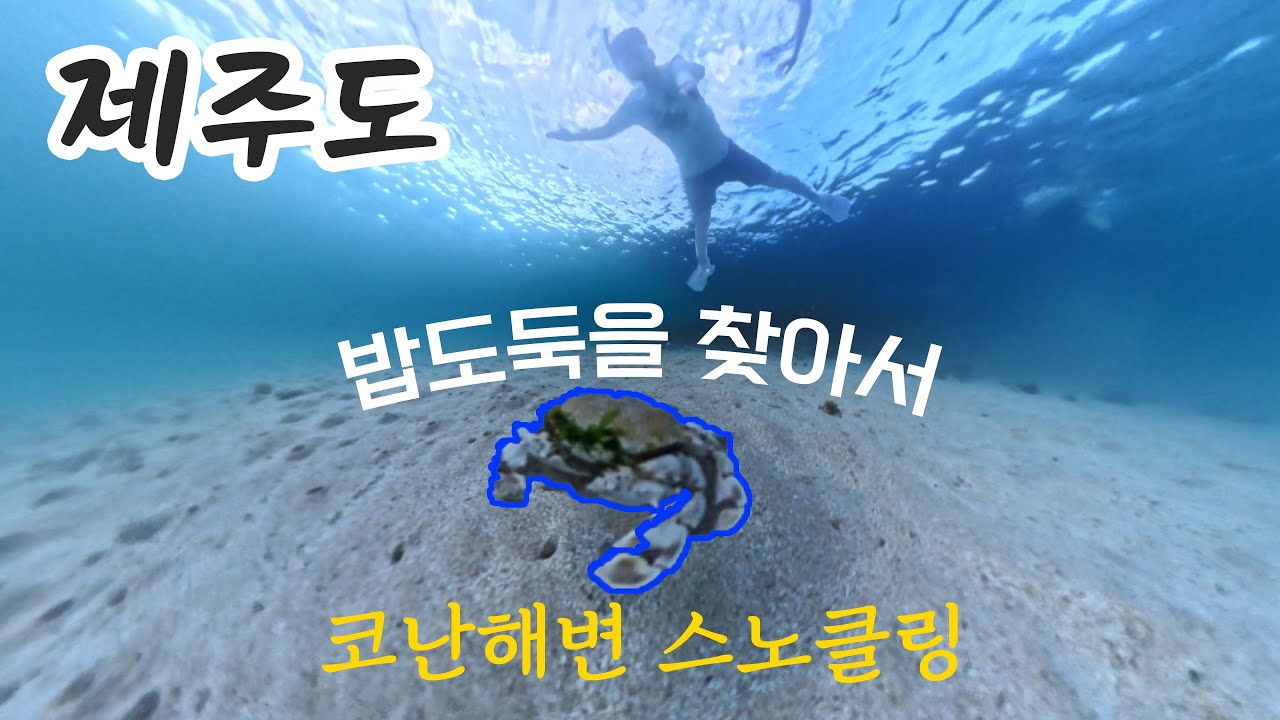 제주도 물고기는 여기서 실컷 다 봅니다