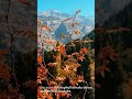 Why do leaves change colour in autumn? || Plant pigments explained || #sabasohail || #scipeak