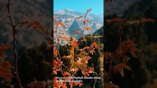 Why do leaves change colour in autumn? || Plant pigments explained || #sabasohail || #scipeak