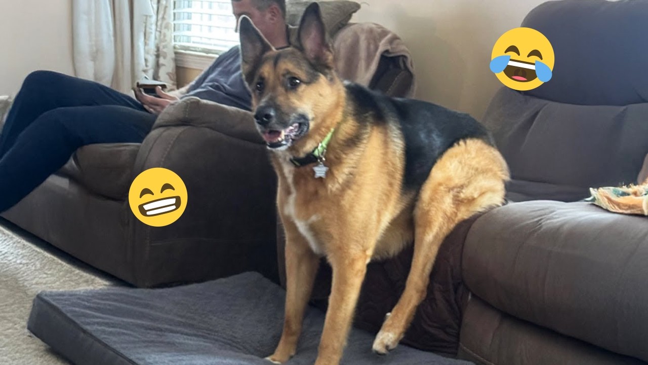 Funny Dogs Compilation – Best Dog Videos 2025 🐕🤣 #88