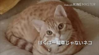 # ぼくは一輪車じゃないネコ  弾き語り