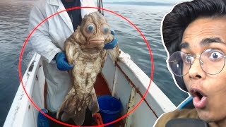 Mysterious Deep Sea Creatures Caught on Camera