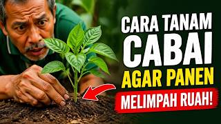 Download lagu Rahasia Dua Puluh Tahun Toko Pertanian: Cara Menanam Cabai Agar Panen Melimpah Ruah!