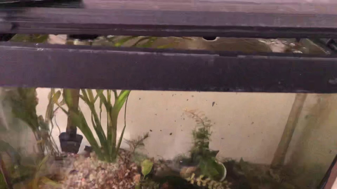 The Lungs of the iFish system - YouTube