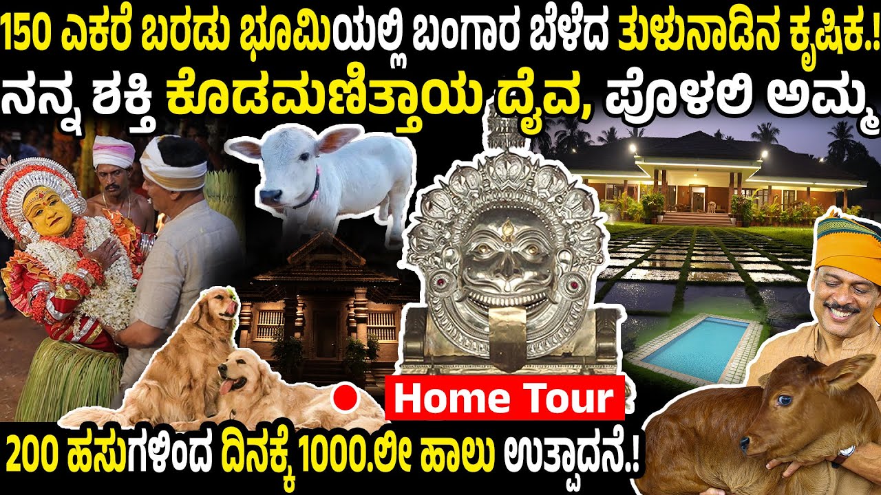 150 ಎಕರೆ ಬರಡು ಭೂಮಿಯಲ್ಲಿ ಬಂಗಾರ ಬೆಳೆದ ತುಳುನಾಡಿನ ಕೃಷಿಕ.! ದಿನಕ್ಕೆ 1000.ಲೀ ಹಾಲು ಉತ್ಪಾದನೆ.!RAJESH NAIK MLA