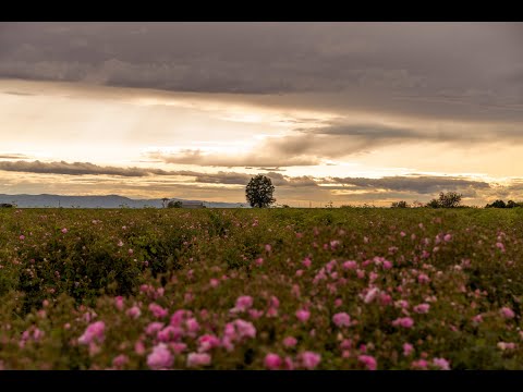 Rose Tours 2025  | A Fragrant Escape into Nature