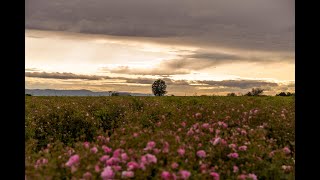 Rose Tours 2025 A Fragrant Escape into Nature