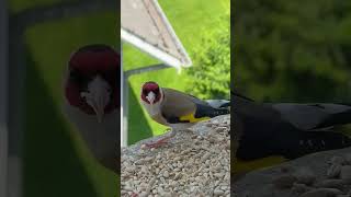 chardonneret birds goldfinch jilguero cardellino chardonneretgolden nature