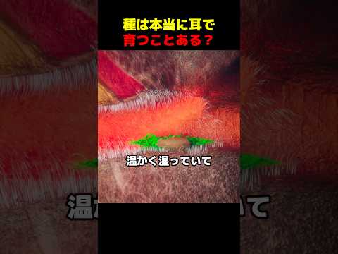 種は本当に耳で育つことある?