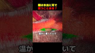 種は本当に耳で育つことある?