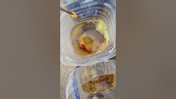 Ép Đẻ Cá Betta #SkyGuppy #Betta