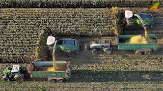 Maishäckseln - FENDT Katana 650 & 85 Maishäcksler Großeinsatz Maisernte Mais für Biogas corn harvest