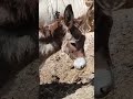 الحمار والعربة المجرورة أصبحتا جزءا من الماضي بعد اكتساح المكننة للبوادي تابع الحمار والعربة المجرورة أصبحتا جزءا من الماضي بعد اكتساح المكننة للبوادي تابع