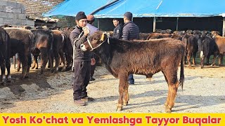 : Xamidullodan Shvet Paroda Buqalar Yosh Ko'chat va Yemlashga Tayyoridan 1-mart, 2025