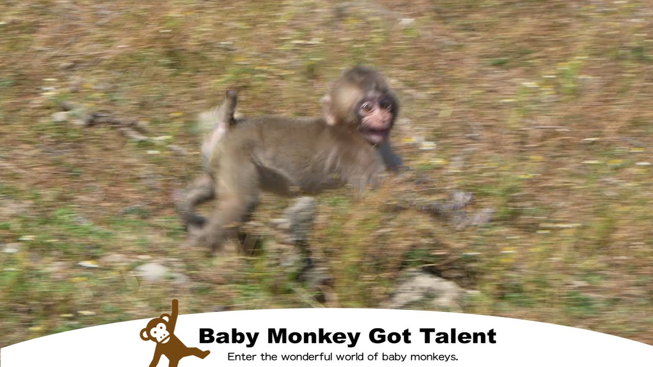 Малыш обезьяна в панике, но конец трогательный! / monpai monyet baby monkey