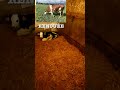 Elle a vellée #vaches #naissance #animaux #élevage #veau #bio #agriculture
