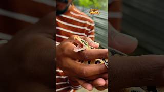 மதரல Snake Park - ஆ