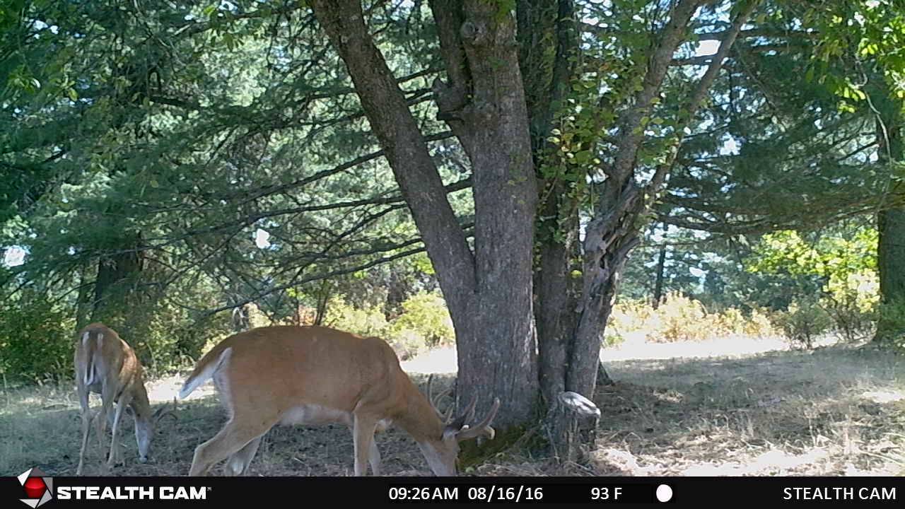 Stealth Cam G42NG Video 2 - Patrick Meitin